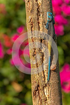 Uganda blue-headed tree agama  Acanthocercus ugandaensis.