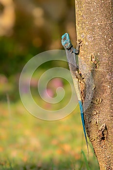Uganda blue-headed tree agama  Acanthocercus ugandaensis.