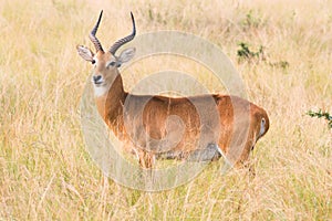 Uganda grass antelope, African antelope - Kobus thomasi - of the waterbuck genus