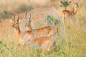 Uganda grass antelopes, African antelopes - Kobus thomasi - of the waterbuck genus
