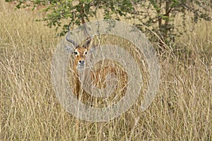 Uganda Kob, Kobus kob thomasi, hiding in the grass