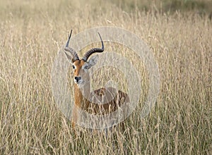 Uganda Kob, Kobus kob thomasi, hiding in the grass in Murchison Falls National Park, Uganda photo