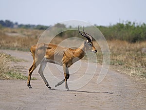 Uganda kob, Kobus kob thomasi