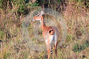 Uganda kob, Murchison Falls National Park, Uganda