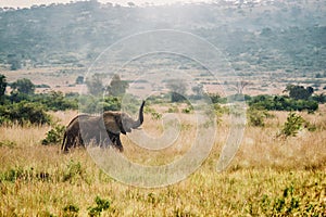 A Uganda safari scene, showing a wild female African elephant walking with her trunk in the air.