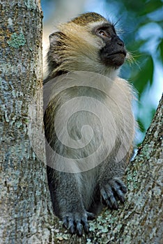 Uganda, Vervet Monkey, ape sitting in a tree