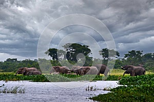 Uganda wildlife, Africa. Elephant in rain, Victoria Nile delta. Elephant in Murchison Falls NP, Uganda. Big Mammal in the green