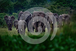 Uganda wildlife, Africa. Elephant in rain, Victoria Nile delta. Elephant in Murchison Falls NP, Uganda. Big Mammal in the green