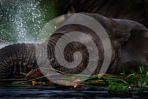 Uganda wildlife, Africa. Elephant in rain, Victoria Nile delta. Elephant in Murchison Falls NP, Uganda. Big Mammal in the green