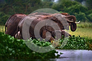 Uganda wildlife, Africa. Elephant in rain, Victoria Nile delta. Elephant in Murchison Falls NP, Uganda. Big Mammal in the green