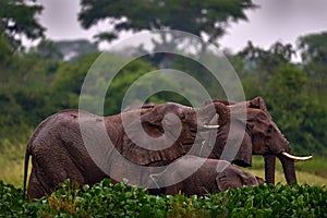 Uganda wildlife, Africa. Elephant in rain, Victoria Nile delta. Elephant in Murchison Falls NP, Uganda. Big Mammal in the green