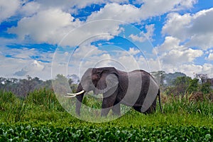 Uganda wildlife, Africa. Elephant in rain, Victoria Nile delta. Elephant in Murchison Falls NP, Uganda. Big Mammal in the green