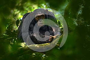 Uganda wildlife. Chimpanzee, Pan troglodytes, on the tree in Kibale National Park, Uganda, dark forest. Black monkey in the nature