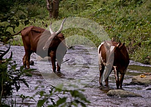 Ugandan Ankole Cows