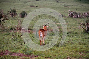 Ugandan antelope looking around in Murchison Falls NP, Uganda photo