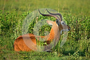 Ugandan antelope looking around in Murchison Falls NP, Uganda photo