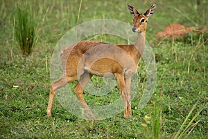 Ugandan antelope looking around in Murchison Falls NP, Uganda photo