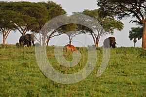 Ugandan antelopes and elephants at sunrise in Queen Elizabeth NP, Uganda photo