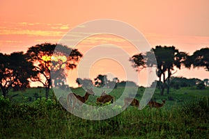 Ugandan antelopes at sunrise in Queen Elizabeth NP, Uganda