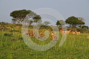 Ugandan antelopes and warthog at sunrise in Queen Elizabeth NP, Uganda photo