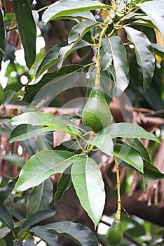 Ugandan Avocado Fruit on the Tree