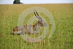 Ugandan bushback antelope looking around in Murchison Falls NP, Uganda photo