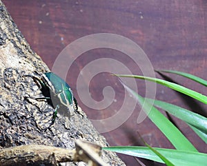 Ugandan Flower Beetle