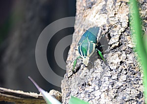 Ugandan Flower Beetle