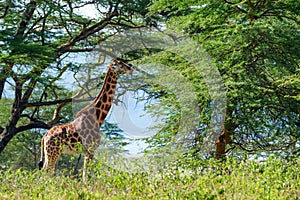 Ugandan giraffe browses in savannah