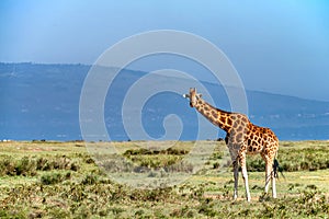 Ugandan giraffe browses in savannah