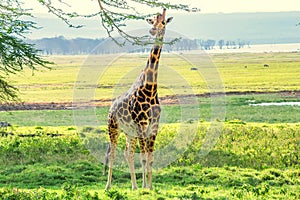 Ugandan giraffe browses in savannah