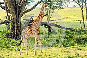 Ugandan giraffe browses in savannah