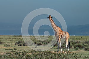 Ugandan giraffe ( Giraffa camelopardalis rothschildi )