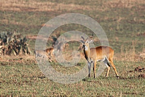 Ugandan Kob Antelope on the African Plains