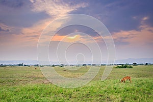 Ugandan kob Kobus kob thomasi fighting and grazing on a green arid bush veld plain, Uganda