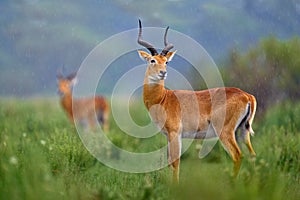 Ugandan kob, Kobus kob thomasi, rainy day in the savannah. Kob antelope in the green vegetation during the rain, Queen Elizabeth