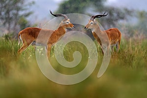 Ugandese, piovoso. antilope verde vegetazione durante la pioggia la regina 