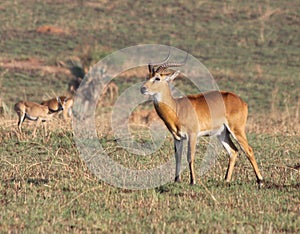 Ugandan Kob Male Antelope on the Savanna photo