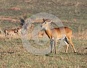 Ugandan Kob Male Antelope on the Savanna