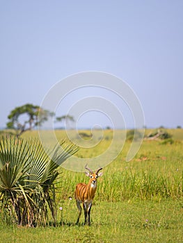 An Ugandan kob in Murchinson Falls National Park