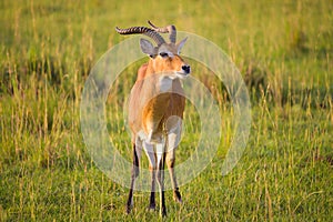 An Ugandan kob in Murchison Falls National Park