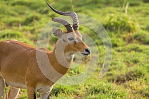 An Ugandan kob in Murchison Falls National Park