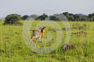 An Ugandan kob in Murchison Falls National Park