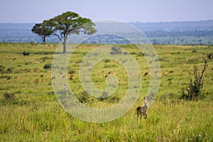 An Ugandan kob in Murchison Falls National Park