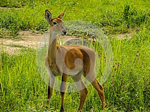 Ugandan Kob in Murchison Falls National Park,Uganda