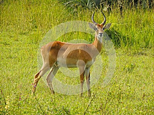 Ugandan Kob in Murchison Falls National Park,Uganda