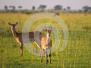 Ugandan kobs in Murchison Falls National Park