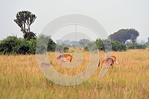 Ugandan kobs, Queen ElizabethNational Park, Uganda