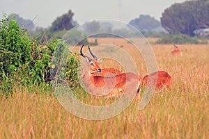 Ugandan kobs, Queen ElizabethNational Park, Uganda photo
