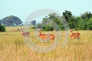 Ugandan kobs, Queen ElizabethNational Park, Uganda